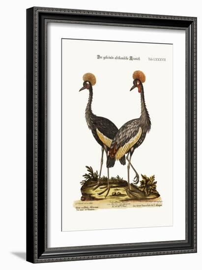 The Crowned African Crane, 1749-73-George Edwards-Framed Giclee Print