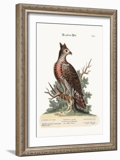 The Crowned Eagle, 1749-73-George Edwards-Framed Giclee Print