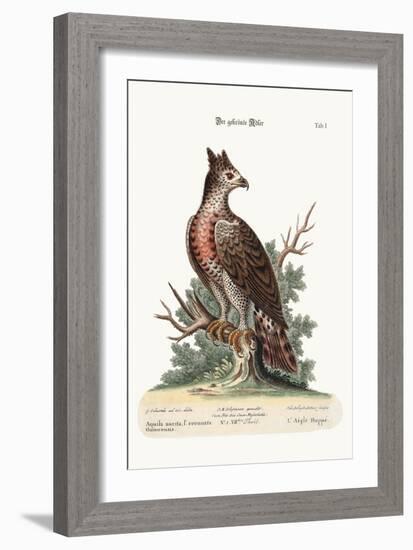 The Crowned Eagle, 1749-73-George Edwards-Framed Giclee Print