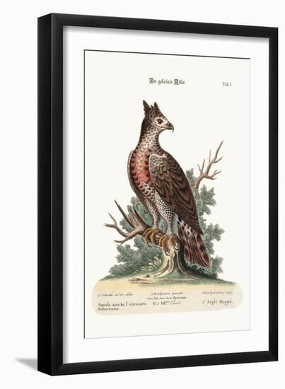 The Crowned Eagle, 1749-73-George Edwards-Framed Giclee Print