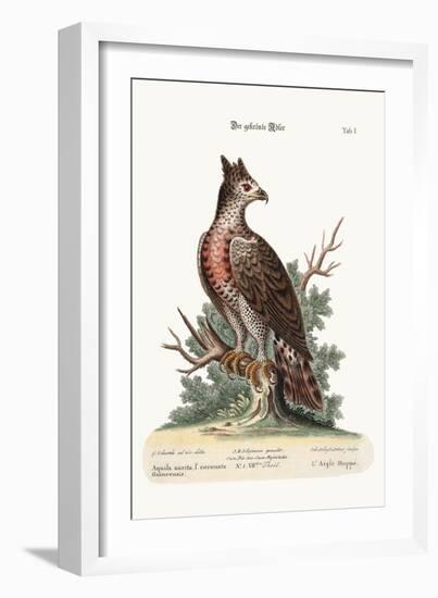 The Crowned Eagle, 1749-73-George Edwards-Framed Giclee Print