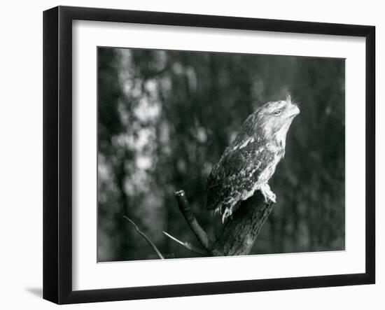 The Cryptic Plumage and Resting Pose of a Tawny Frogmouth Camouflages it on a Branch at London Zoo-Frederick William Bond-Framed Photographic Print