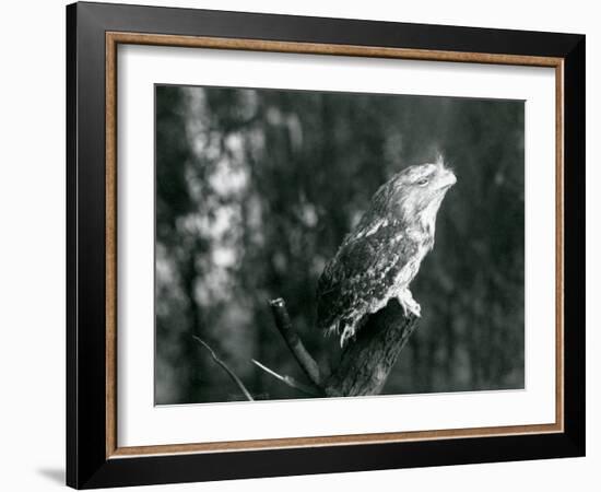 The Cryptic Plumage and Resting Pose of a Tawny Frogmouth Camouflages it on a Branch at London Zoo-Frederick William Bond-Framed Photographic Print