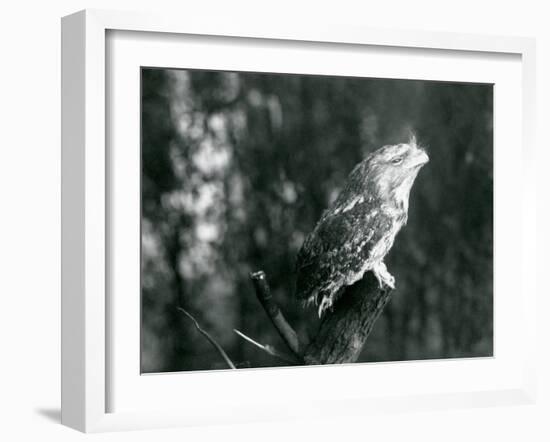 The Cryptic Plumage and Resting Pose of a Tawny Frogmouth Camouflages it on a Branch at London Zoo-Frederick William Bond-Framed Photographic Print