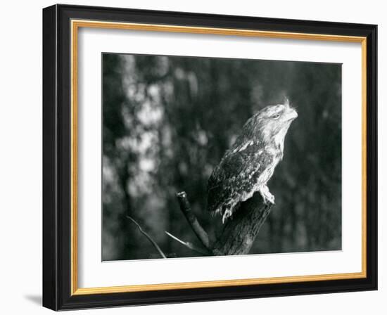 The Cryptic Plumage and Resting Pose of a Tawny Frogmouth Camouflages it on a Branch at London Zoo-Frederick William Bond-Framed Photographic Print