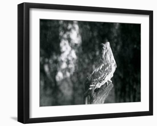 The Cryptic Plumage and Resting Pose of a Tawny Frogmouth Camouflages it on a Branch at London Zoo-Frederick William Bond-Framed Photographic Print