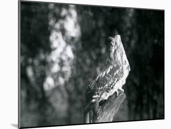 The Cryptic Plumage and Resting Pose of a Tawny Frogmouth Camouflages it on a Branch at London Zoo-Frederick William Bond-Mounted Photographic Print