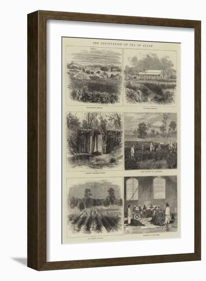 The Cultivation of Tea in Assam-null-Framed Giclee Print