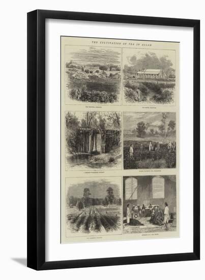 The Cultivation of Tea in Assam-null-Framed Giclee Print