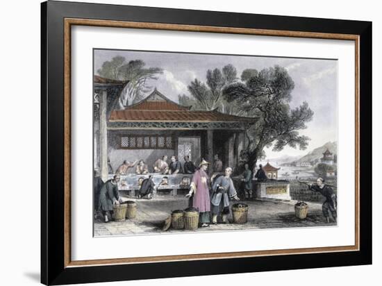 'The Culture and Preparation of Tea', China, 1843-Thomas Allom-Framed Giclee Print