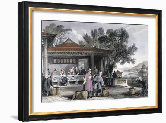 'The Culture and Preparation of Tea', China, 1843-Thomas Allom-Framed Giclee Print