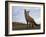 The Curious Fox-Gert Van-Framed Photographic Print