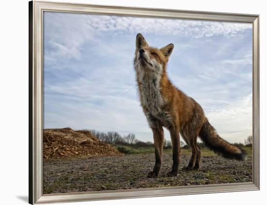 The Curious Fox-Gert Van-Framed Photographic Print