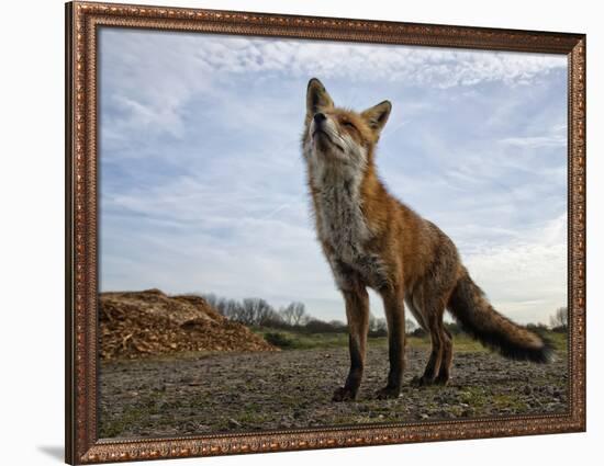 The Curious Fox-Gert Van-Framed Photographic Print