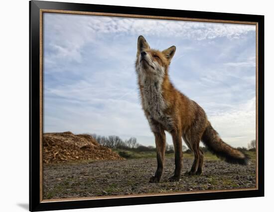 The Curious Fox-Gert Van-Framed Photographic Print