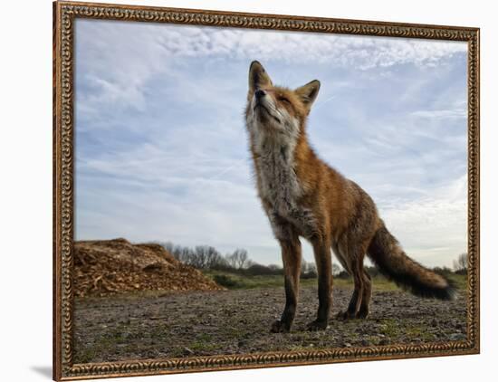 The Curious Fox-Gert Van-Framed Photographic Print