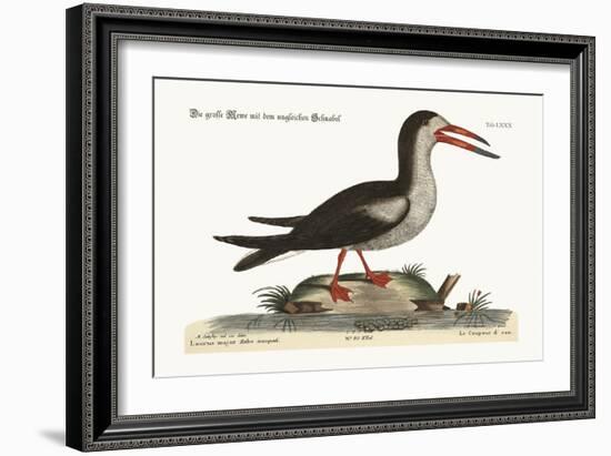 The Cut Water, 1749-73-Mark Catesby-Framed Giclee Print