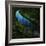 The Cutwater Fusterclunk-Trevor Alyn-Framed Photographic Print