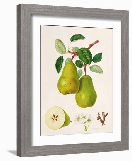 The D'Auch Pear, 1817-William Hooker-Framed Giclee Print