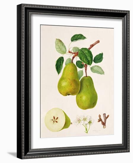 The D'Auch Pear, 1817-William Hooker-Framed Giclee Print