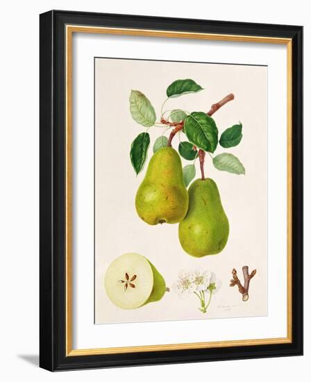 The D'Auch Pear, 1817-William Hooker-Framed Giclee Print