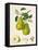 The D'Auch Pear, 1817-William Hooker-Framed Premier Image Canvas