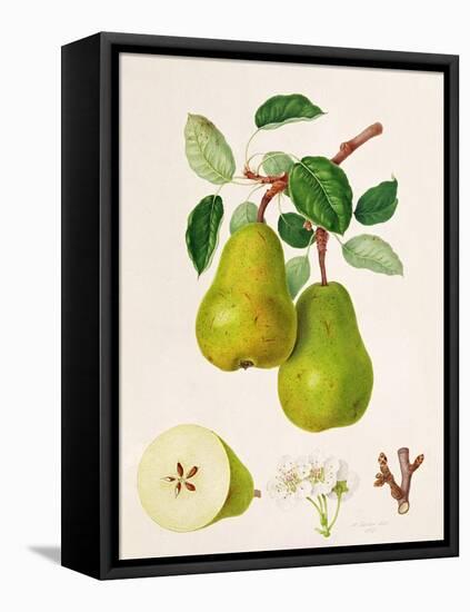 The D'Auch Pear, 1817-William Hooker-Framed Premier Image Canvas