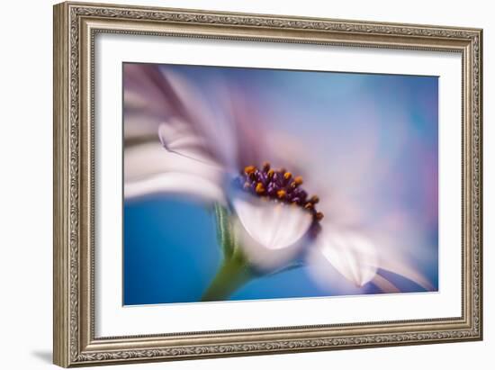 The Daisy Experiment-Ursula Abresch-Framed Photographic Print