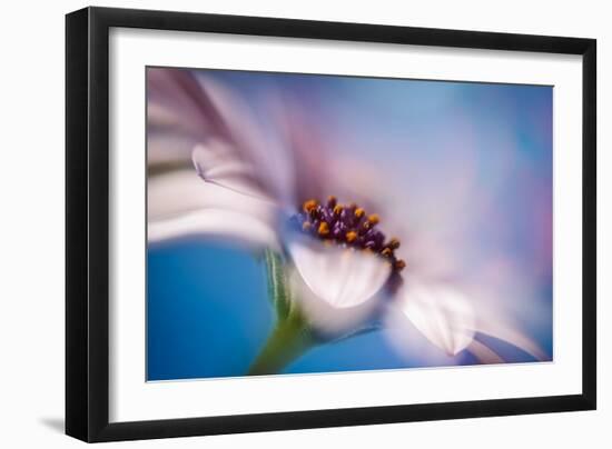 The Daisy Experiment-Ursula Abresch-Framed Photographic Print