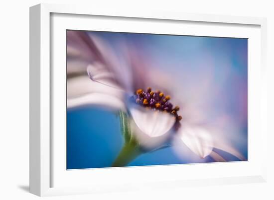 The Daisy Experiment-Ursula Abresch-Framed Photographic Print