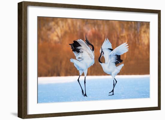 The Dance of Love-C. Mei-Framed Photographic Print