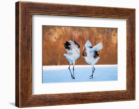 The Dance of Love-C. Mei-Framed Photographic Print