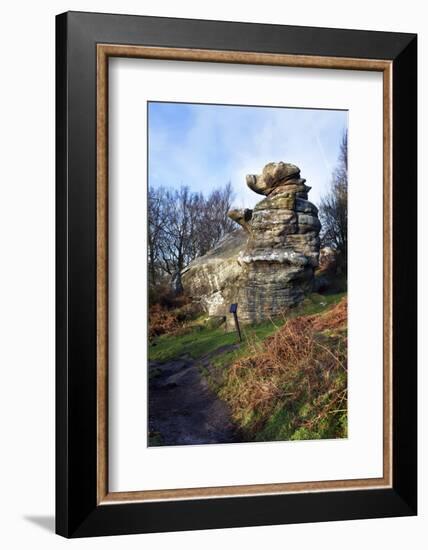 The Dancing Bear at Brimham Rocks Near Summerbridge in Nidderdale, North Yorkshire, England, UK-Mark Sunderland-Framed Photographic Print