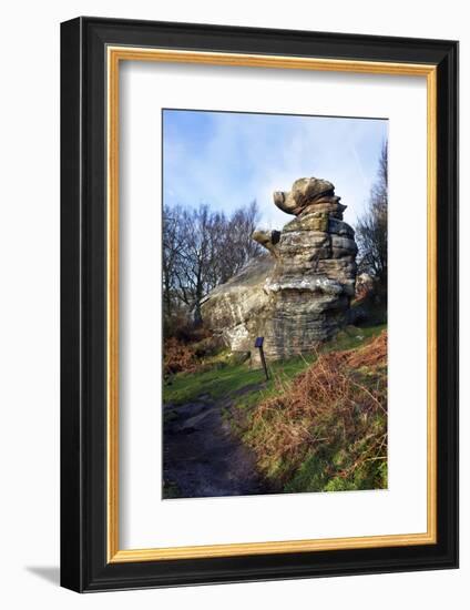 The Dancing Bear at Brimham Rocks Near Summerbridge in Nidderdale, North Yorkshire, England, UK-Mark Sunderland-Framed Photographic Print