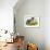 The Dandelion-Clive Uptton-Framed Giclee Print displayed on a wall