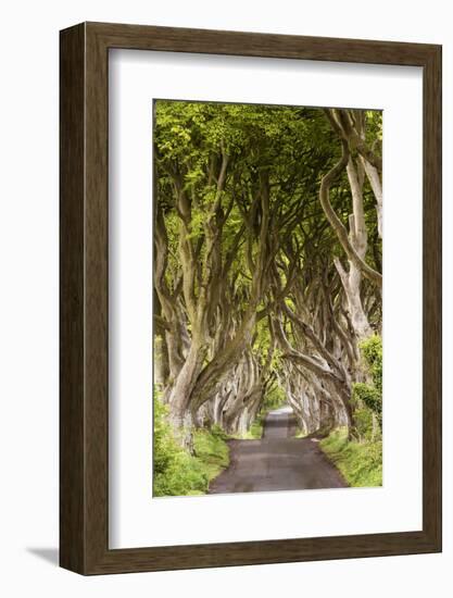 The Dark Hedges, County Antrim, Ulster region, northern Ireland, United Kingdom. Iconic trees tunne-Marco Bottigelli-Framed Photographic Print