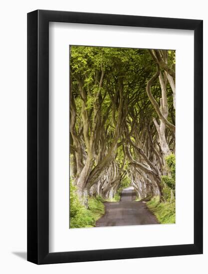 The Dark Hedges, County Antrim, Ulster region, northern Ireland, United Kingdom. Iconic trees tunne-Marco Bottigelli-Framed Photographic Print