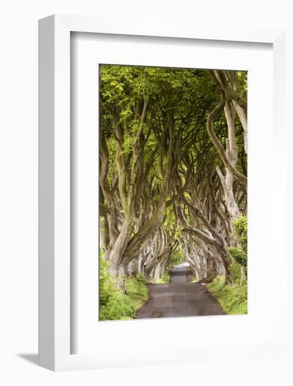 The Dark Hedges, County Antrim, Ulster region, northern Ireland, United Kingdom. Iconic trees tunne-Marco Bottigelli-Framed Photographic Print