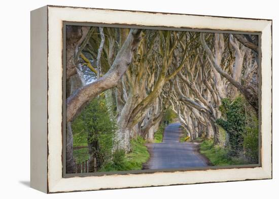 The Dark Hedges in Northern Ireland, Beech Tree Avenue, Northern Ireland, United Kingdom-Michael Runkel-Framed Premier Image Canvas