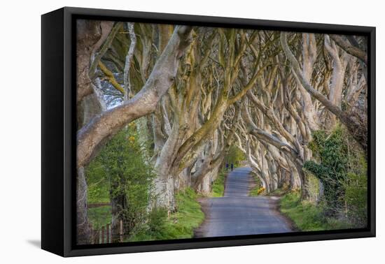 The Dark Hedges in Northern Ireland, Beech Tree Avenue, Northern Ireland, United Kingdom-Michael Runkel-Framed Premier Image Canvas