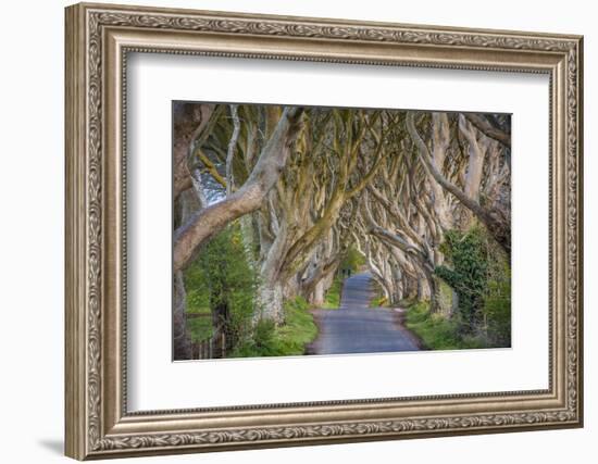 The Dark Hedges in Northern Ireland, Beech Tree Avenue, Northern Ireland, United Kingdom-Michael Runkel-Framed Photographic Print