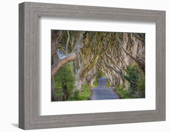 The Dark Hedges in Northern Ireland, Beech Tree Avenue, Northern Ireland, United Kingdom-Michael Runkel-Framed Photographic Print