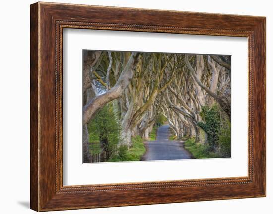 The Dark Hedges in Northern Ireland, Beech Tree Avenue, Northern Ireland, United Kingdom-Michael Runkel-Framed Photographic Print