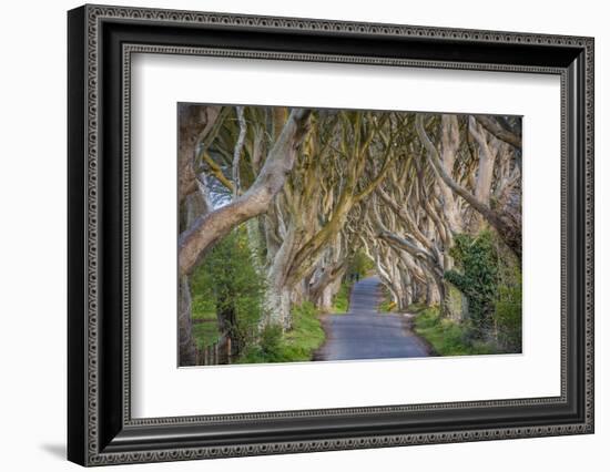 The Dark Hedges in Northern Ireland, Beech Tree Avenue, Northern Ireland, United Kingdom-Michael Runkel-Framed Photographic Print
