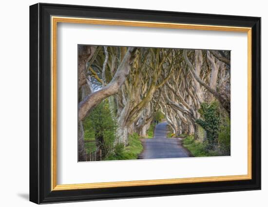 The Dark Hedges in Northern Ireland, Beech Tree Avenue, Northern Ireland, United Kingdom-Michael Runkel-Framed Photographic Print