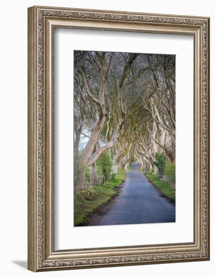 The Dark Hedges in Northern Ireland, Beech Tree Avenue, Northern Ireland, United Kingdom-Michael Runkel-Framed Photographic Print