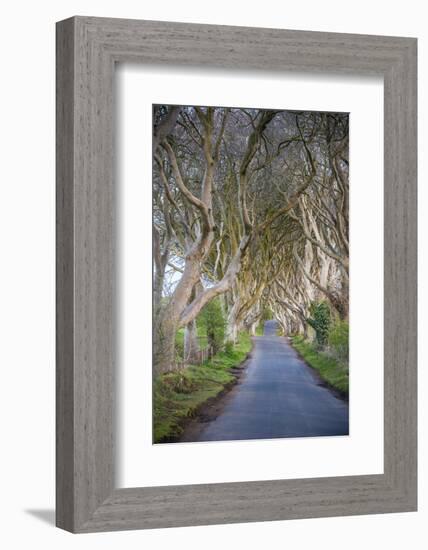 The Dark Hedges in Northern Ireland, Beech Tree Avenue, Northern Ireland, United Kingdom-Michael Runkel-Framed Photographic Print