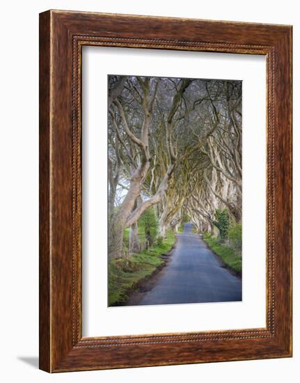 The Dark Hedges in Northern Ireland, Beech Tree Avenue, Northern Ireland, United Kingdom-Michael Runkel-Framed Photographic Print