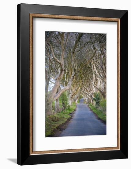 The Dark Hedges in Northern Ireland, Beech Tree Avenue, Northern Ireland, United Kingdom-Michael Runkel-Framed Photographic Print