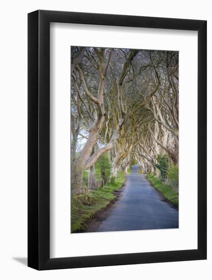 The Dark Hedges in Northern Ireland, Beech Tree Avenue, Northern Ireland, United Kingdom-Michael Runkel-Framed Photographic Print